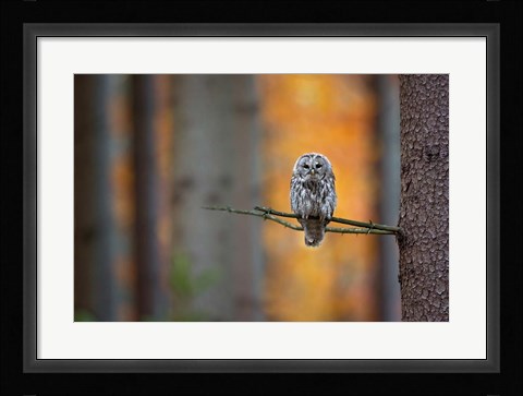 Framed Tawny Owl Print