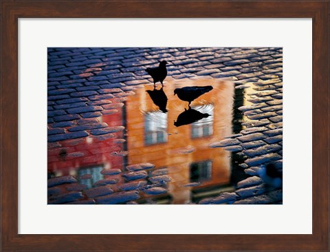 Framed Pigeons Print
