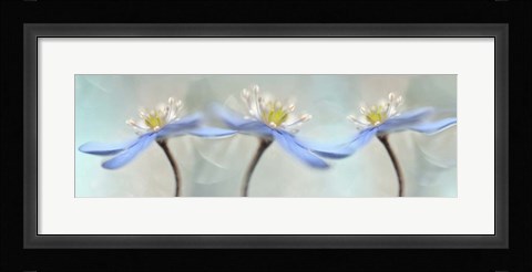 Framed Dancing Anemones Print