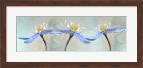 Framed Dancing Anemones Print