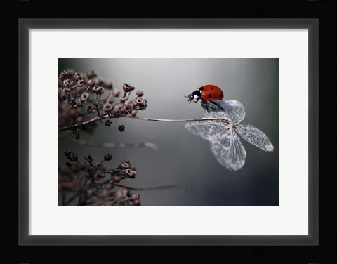 Framed Ladybird On Hydrangea Print