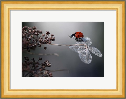 Framed Ladybird On Hydrangea Print