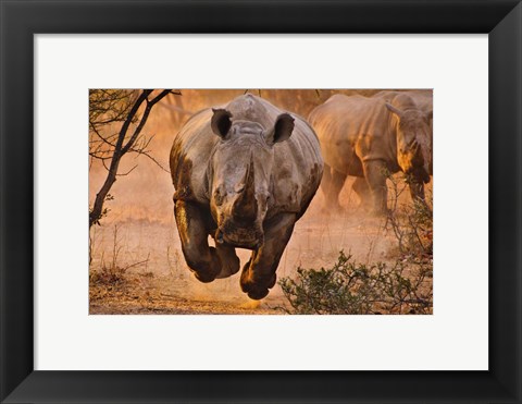 Framed Rhino Learning To Fly Print