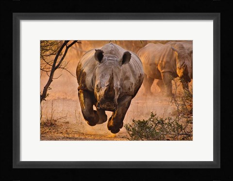Framed Rhino Learning To Fly Print