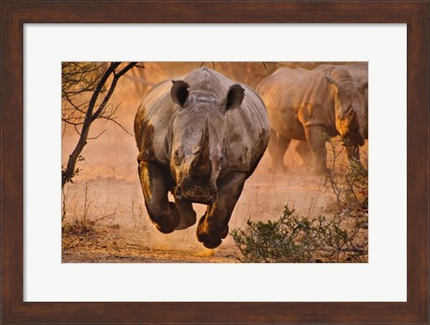 Framed Rhino Learning To Fly Print