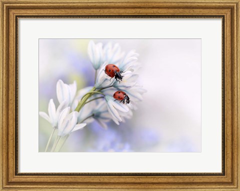 Framed Ladybirds Print