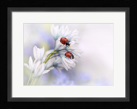 Framed Ladybirds Print