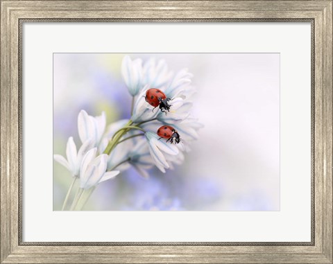 Framed Ladybirds Print