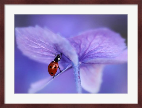 Framed Ladybird On Purple Hydrangea Print