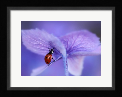 Framed Ladybird On Purple Hydrangea Print