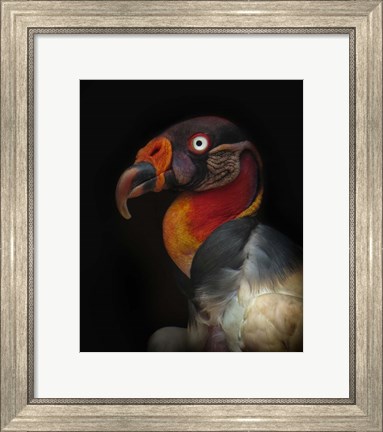 Framed King Vulture-Sarcoramphus Papa Print
