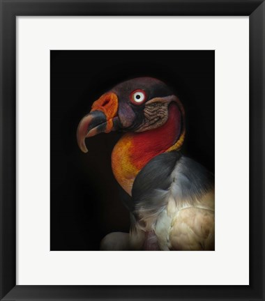 Framed King Vulture-Sarcoramphus Papa Print