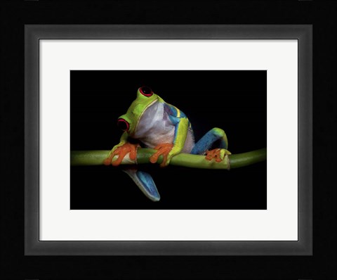 Framed Curiosity Print