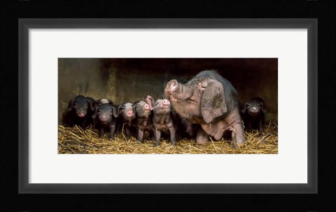 Framed Wrinkled Ones Print