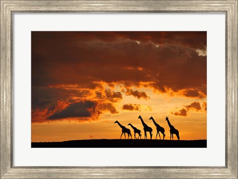 Framed Five Giraffes Print