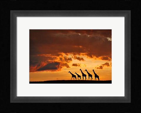 Framed Five Giraffes Print
