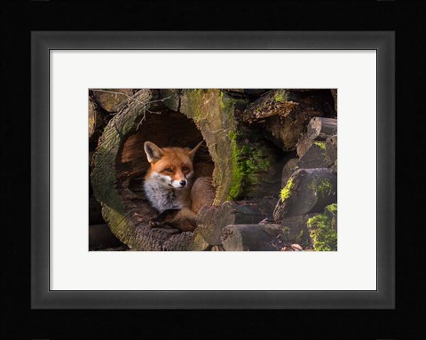 Framed Fox Print