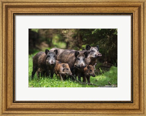 Framed Wild Boar Family Print