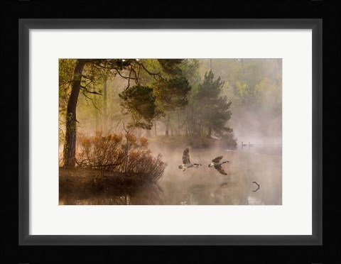 Framed Goose Fight Print