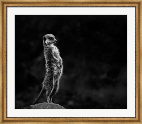 Framed Meerkat Print