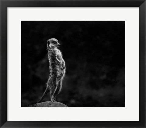 Framed Meerkat Print