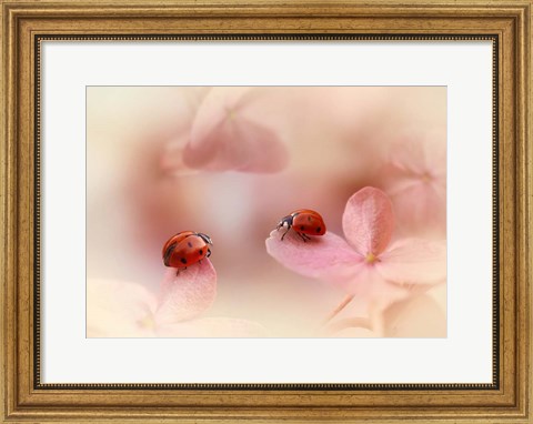 Framed Ladybirds On Pink Hydrangea Print