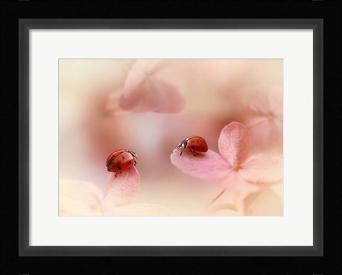 Framed Ladybirds On Pink Hydrangea Print
