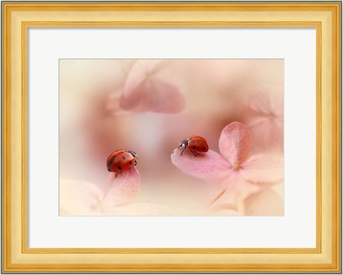 Framed Ladybirds On Pink Hydrangea Print