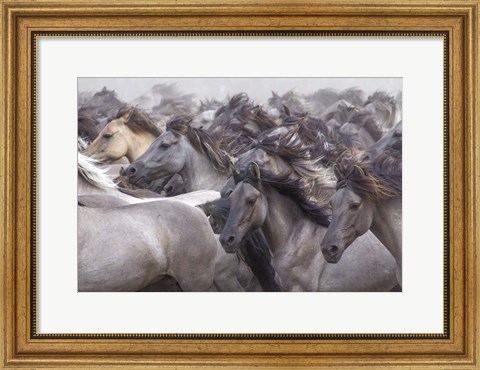 Framed Wildpferde 2 Print