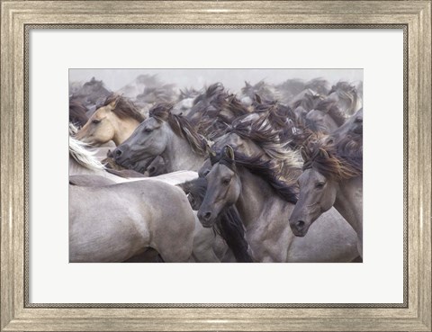 Framed Wildpferde 2 Print