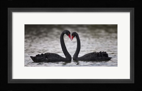 Framed In Love Black Swans Print