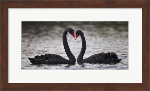 Framed In Love Black Swans Print