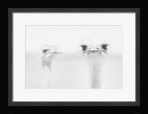Framed Funny Ostrich Print
