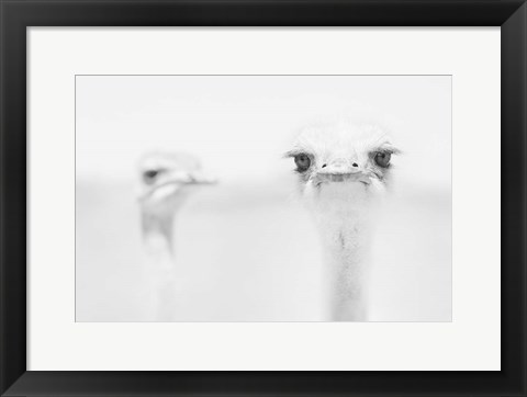Framed Funny Ostrich Print