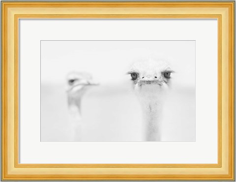 Framed Funny Ostrich Print