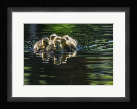 Framed Cute Baby Canada Geese Print