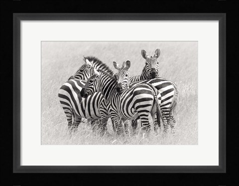 Framed Zebras Print