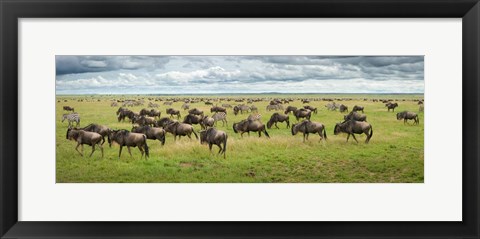 Framed Great Migration In Serengeti Plains Print