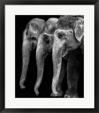Framed Nature&#39;s Great Masterpiece, An Elephant Print