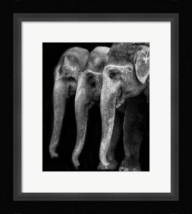 Framed Nature's Great Masterpiece, An Elephant Print