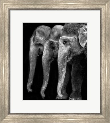 Framed Nature&#39;s Great Masterpiece, An Elephant Print