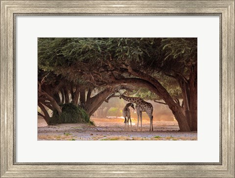 Framed Giraffe - Namibia Print