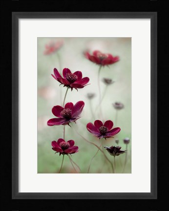 Framed Cosmos Sway Print
