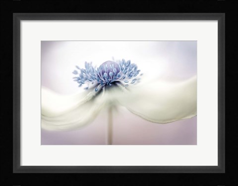 Framed Anemone Print
