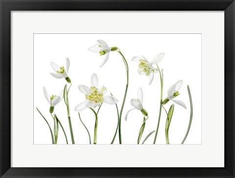 Framed Spring Snowdrops Print