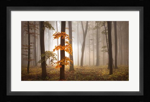 Framed In November Light Print