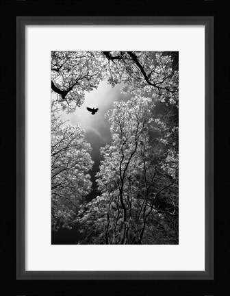 Framed Flight Print