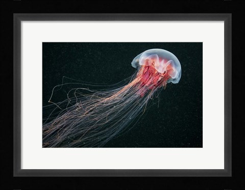 Framed Longtail Print