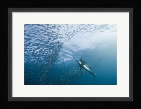 Framed Hunter And The Hunted Print