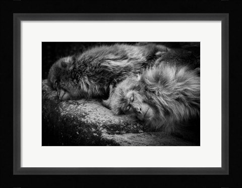 Framed Sleeping Print